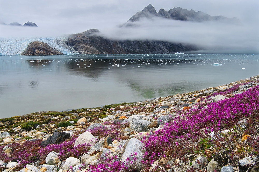 Hochsommer am Karale Gletscher - Ostgrönland