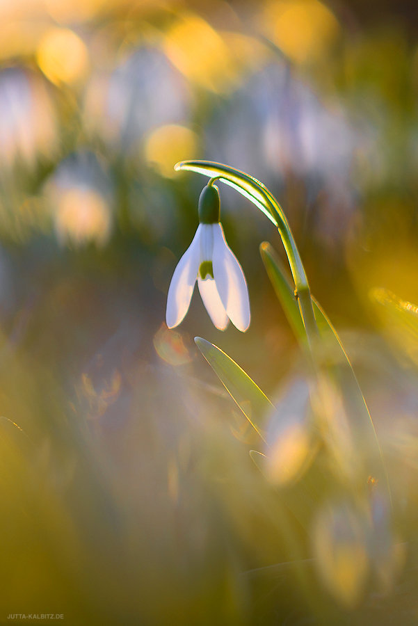 Frühlingserwachen - Schneeglöckchen - Galanthus