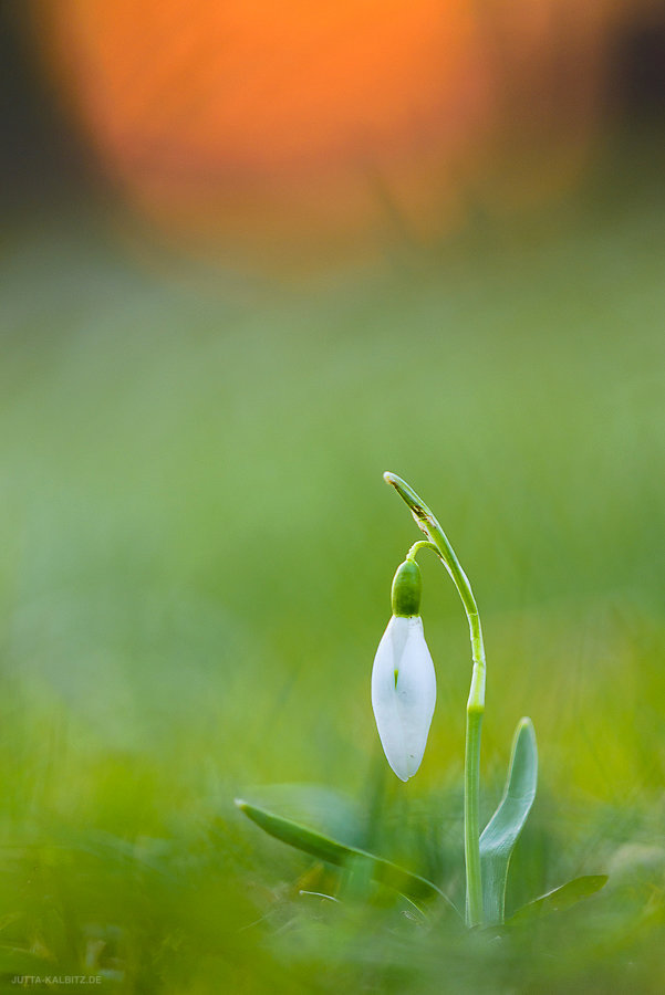 Schneeglöckchen - Galanthus