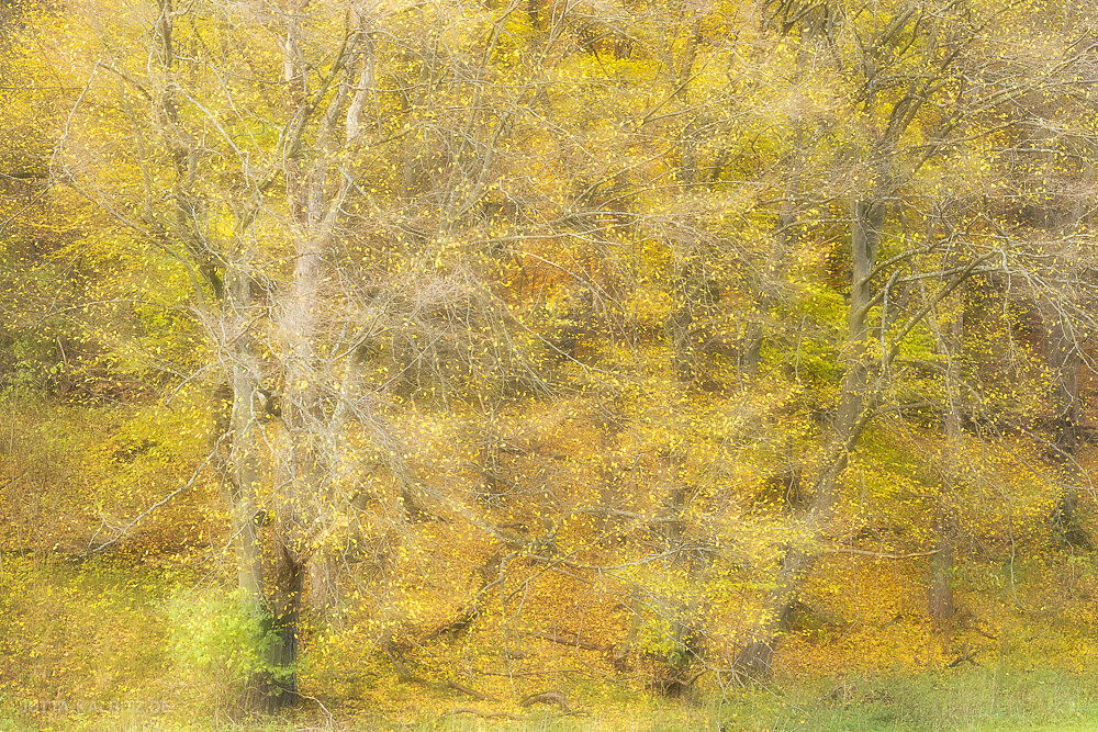 Herbst im Selketal (I) (kamerainterne Doppelbelichtung)